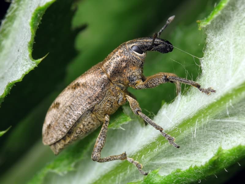 Cleonis pigra (Scopoli, 1763)